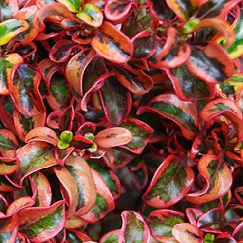 Coprosma Inferno - Pb6.5