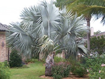 Bismarkia nobilis - PB6.5 (20/30)