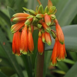 Clivia caulescens, Stem Clivia - 1.9Ltr