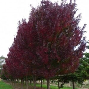 Fraxinus Raywoodii, Claret Ash - Pb95 (2.5-2.8m)