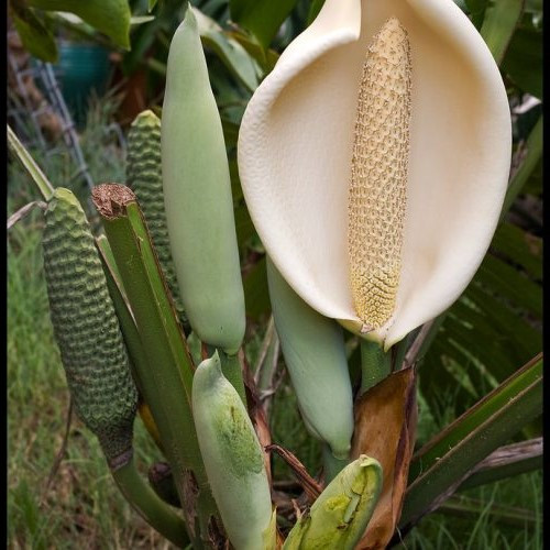 Monstera deliciosa - Pb5 - Image 2