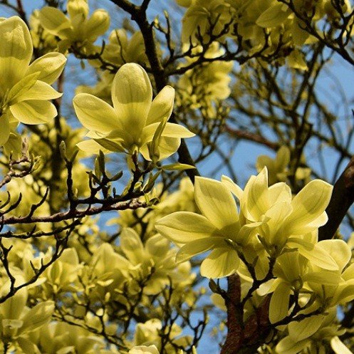 Magnolia Butterflies - Pb18/Pb28 - Image 2