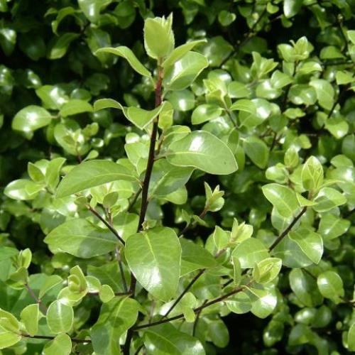 Pittosporum tenuifolium, Kohuhu - Pb3 - Image 2