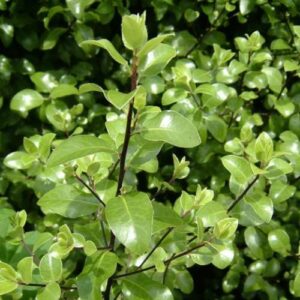 Pittosporum tenuifolium, Kohuhu - Pb3