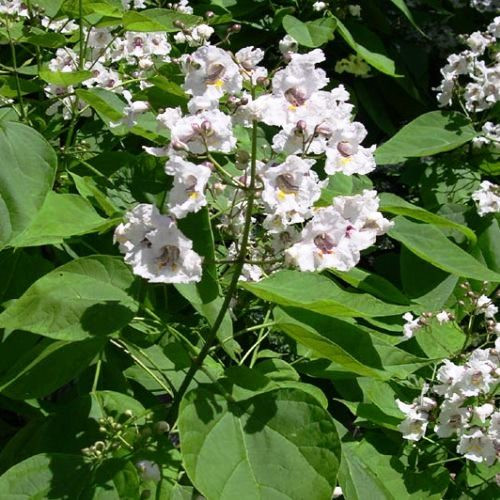 Catalpa bignonioides, Indian Bean Tree - Pb40