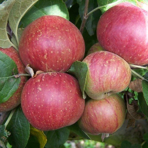 Apple Kingston Black (cider) - Pb12 - Image 2