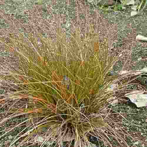 Carex testacea, Hair Sedge - Pb5 - Image 2