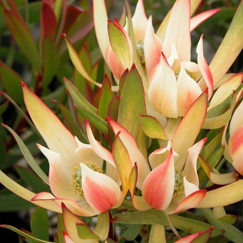 Leucadendron Cream Delight - 3.5Ltr - Image 2