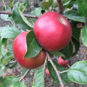 Apple Idared - Pb12