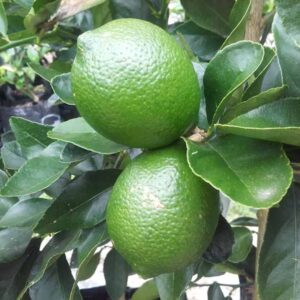 Lime Bearss dwarf
