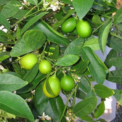 Lime Bearss - 35Ltr - Image 2