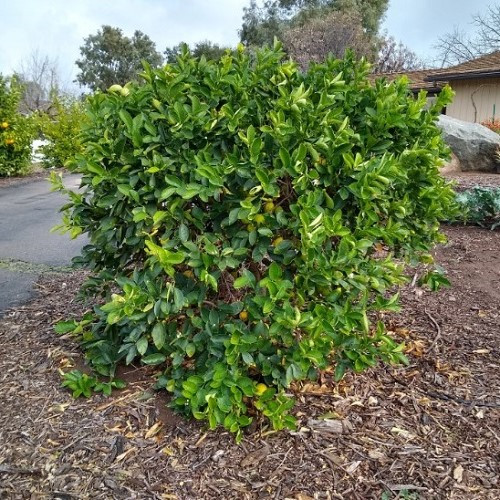 Lime Bearss - 35Ltr