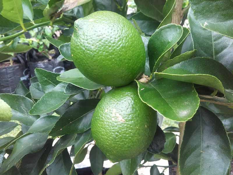 Lime Bearss dwarf
