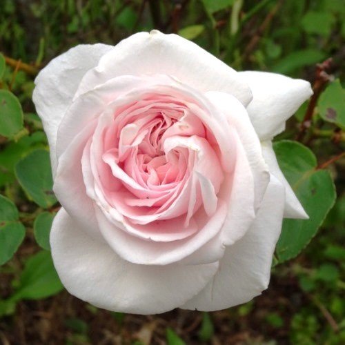 Rose Souvenir de le Malmaison (old fashioned) - Image 2