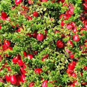 Cranberry Crowley - 2Ltr