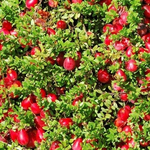 Cranberry Crowley - 2Ltr