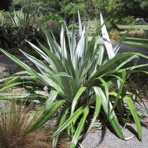 Astelia chathamica, Kakaha - Pot
