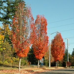 Acer rubrum Bowhall - Pb12/Pb18