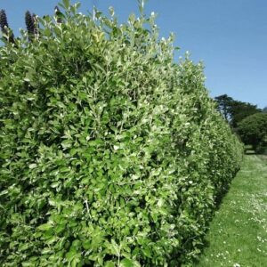 Olearia traversii, Hakapiri - 2.5Ltr