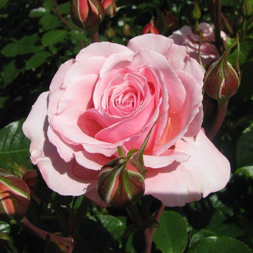 Rose Sexy Rexy (floribunda, standard)