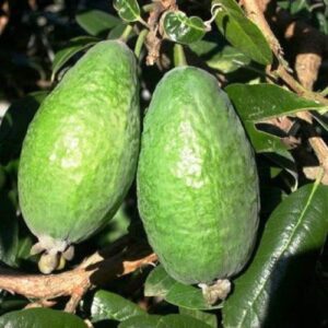 Feijoa Apollo - Pb6.5