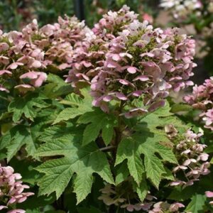 Hydrangea quercifolia, Oakleaf Hydrangea - Pb6.5 (50/100)