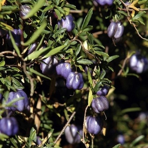 Billardiera longiflora, Purple Apple-Berry - 3.5Ltr - Image 2