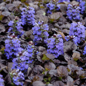 Ajuga Black Scallop, Bugle Flower - Pot