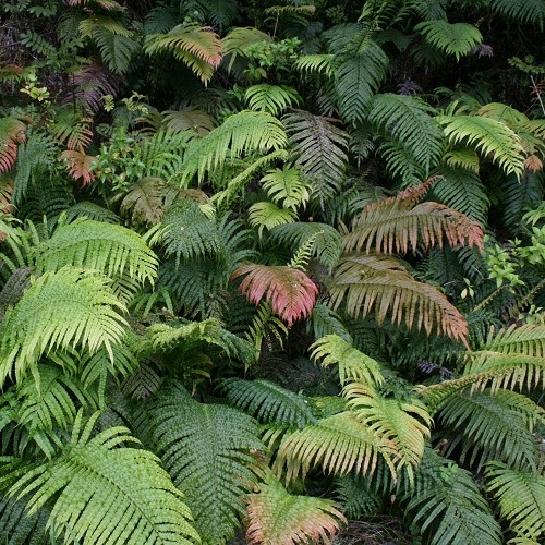 Blechnum novae-zelandiae, Kiokio - 3.5Ltr