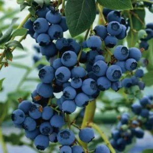 Blueberry Blue Star