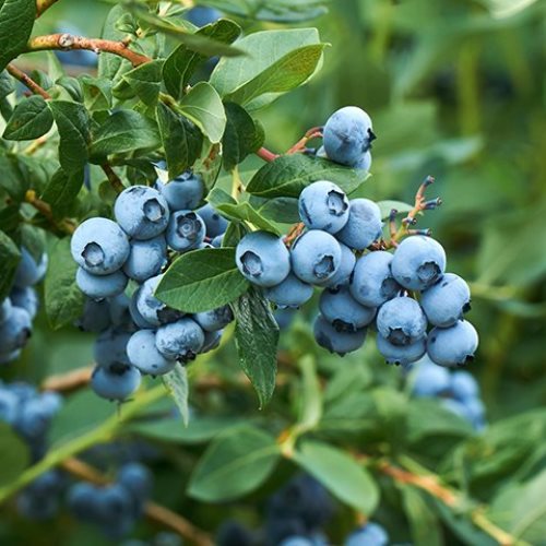 Blueberry Blue Magic - 3Ltr