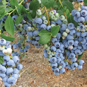 Blueberry Blue Crop