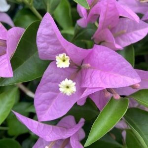 Bougainvillea Krishna - 2Ltr