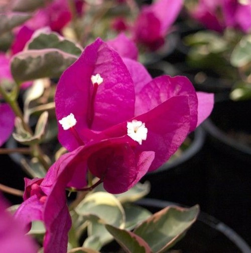 Bougainvillea Zuki - 2Ltr - Image 2