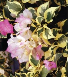 Bougainvillea Aurora - Image 2