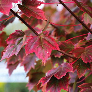 Acer rubrum Brandywine