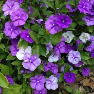 Brunfelsia Blue Moon - 2.5Ltr