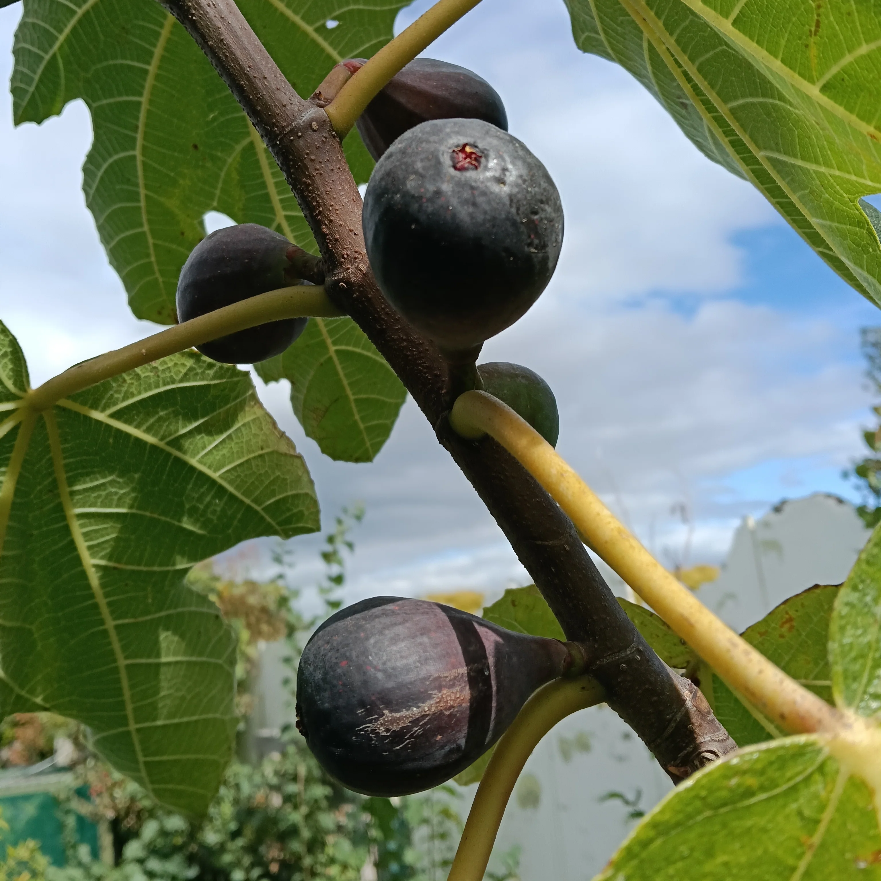 Fig Brunoro Black - Pb6.5 (30/40) - Image 2