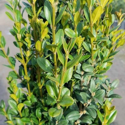 Buxus Graham Blandy - 45Ltr - Image 2