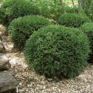 Buxus Green Gem - Pb5 (20/40)