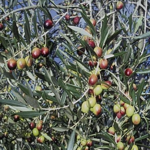 Olive Verdale - 25Ltr