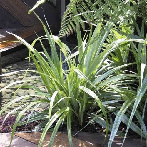 Astelia chathamica - 1.4Ltr