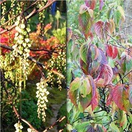 Stachyurus praecox, Spiketail - Pb8 (80/100)