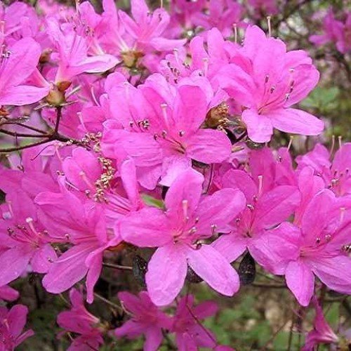Azalea Kocho No Mai - 1.25Ltr - Image 2