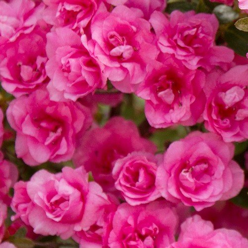 Azalea Gerhard Nicolai - 1.25Ltr - Image 2