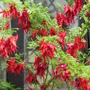 Clianthus maximus Kaka King - Pot