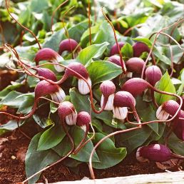 Arisarum proboscideum, Mouse Tail Plant - Pot