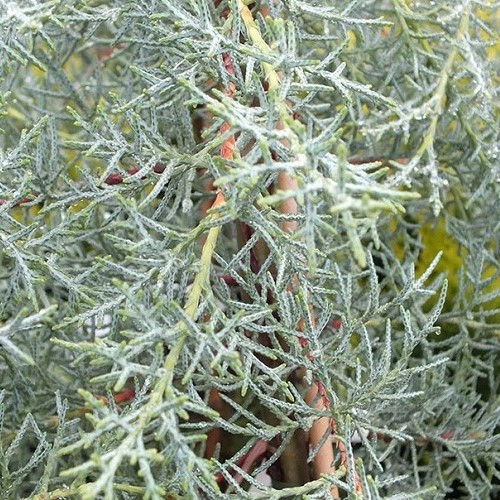 Cupressus Blue Ice, Arizona Cypress - 5Ltr - Image 2