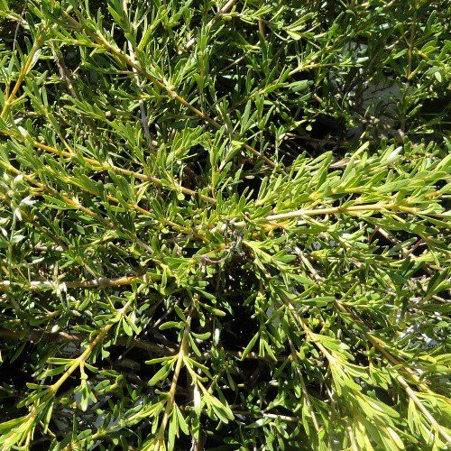 Coprosma Goldstream - Pb5