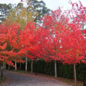 Acer rubrum, Red Maple - Pb18